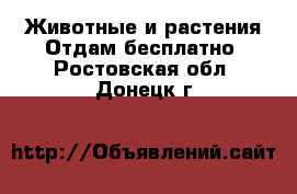 Животные и растения Отдам бесплатно. Ростовская обл.,Донецк г.